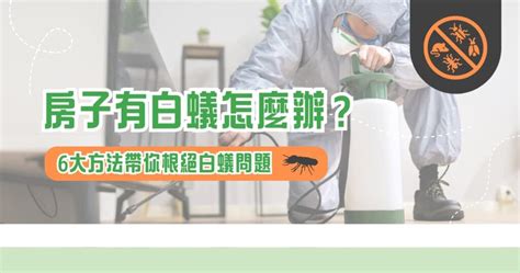 房子有白蟻|白螞蟻怎麼處理？白蟻出現代表什麼？6招白蟻處理方法輕鬆學！